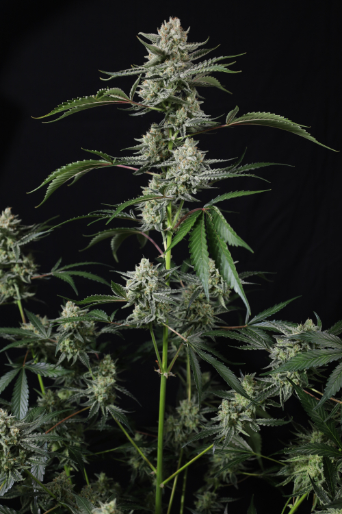 Banana Guava Auto