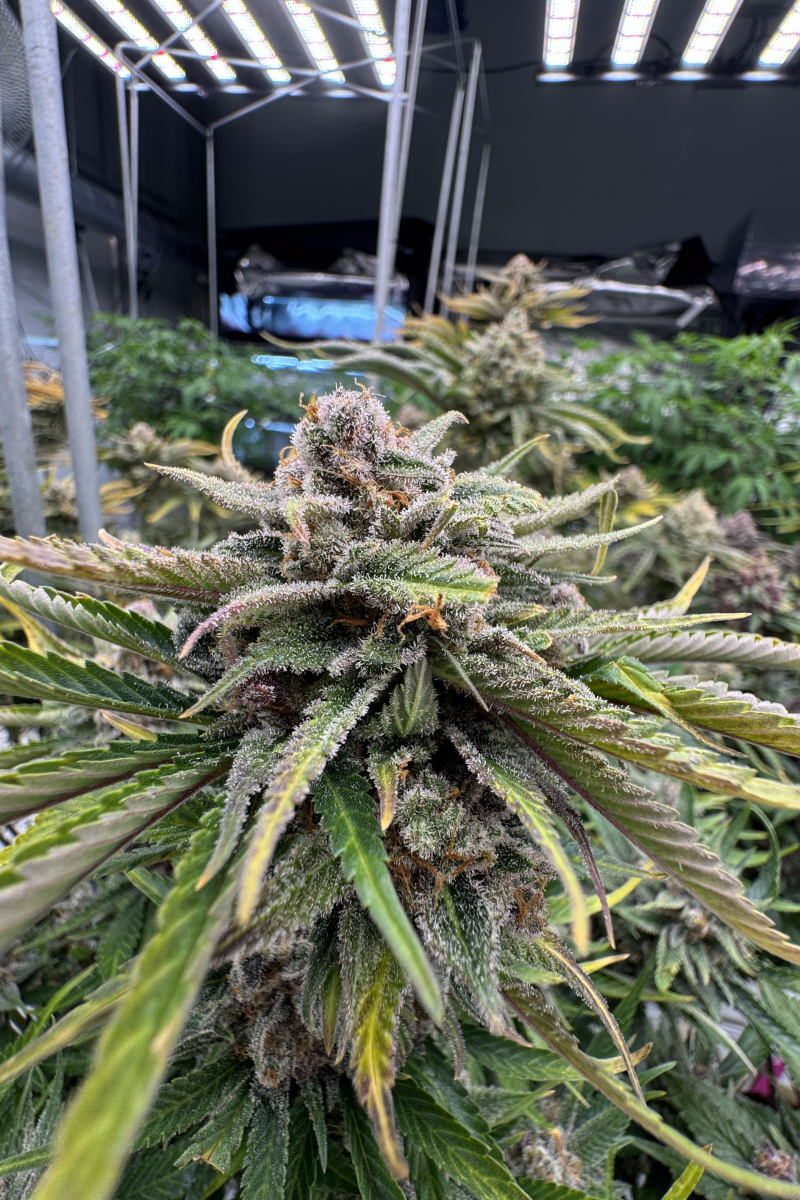 Photo of Cherry Cola Auto RF3