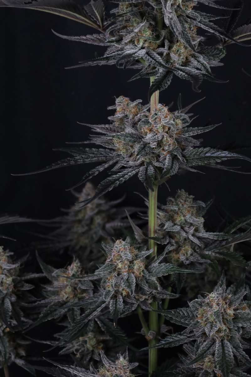 Photo of Mendo Guava Auto