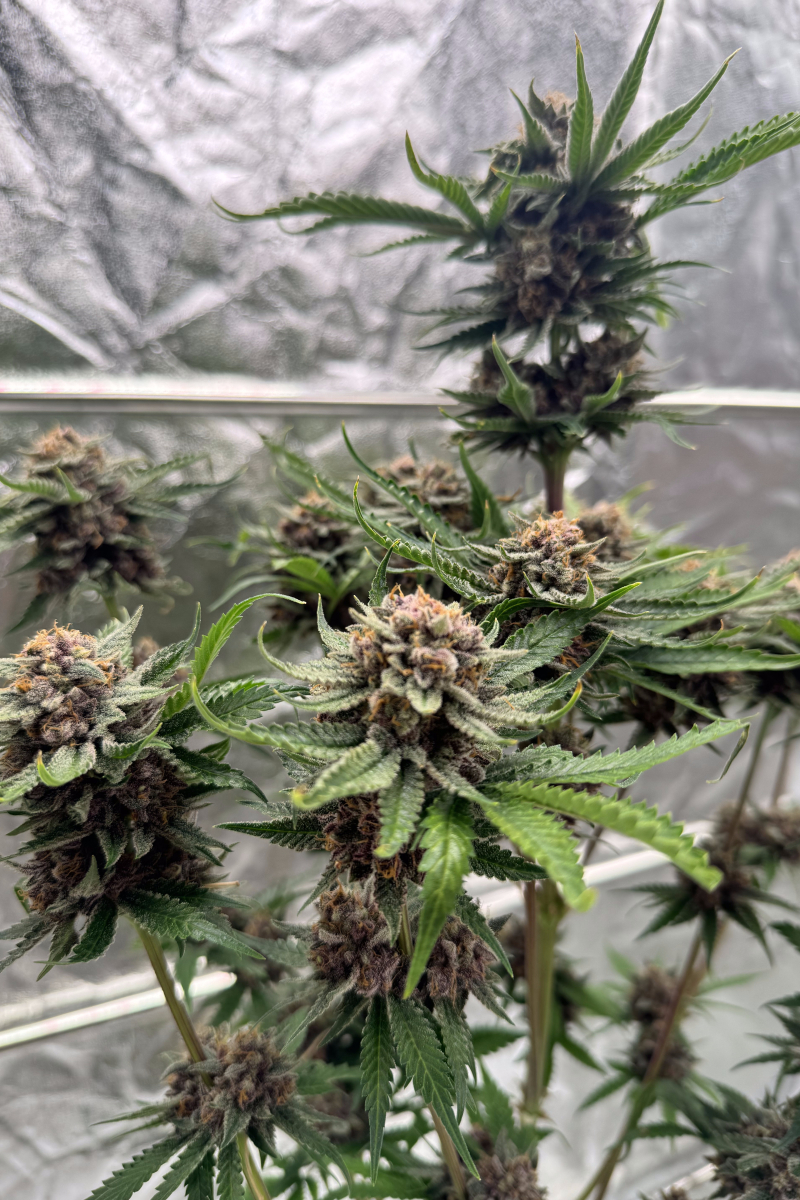 Photo of Cherry Cola Auto RF3