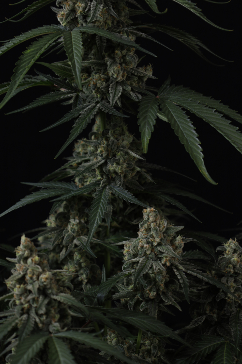 Banana Cherry Cookies Auto