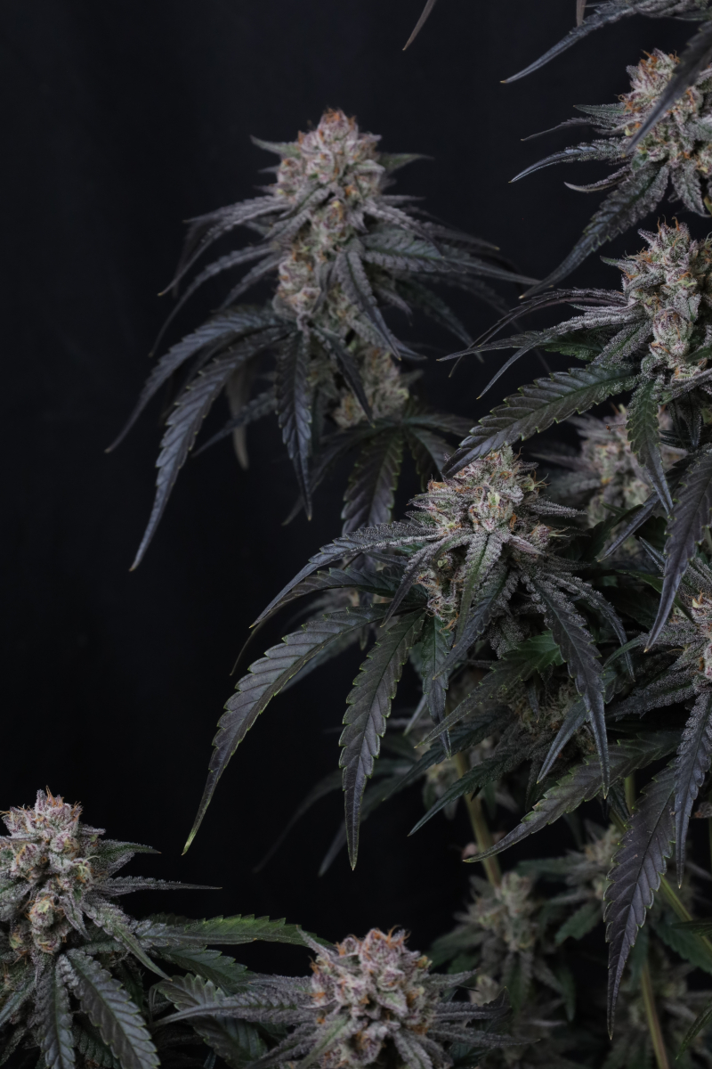 Photo of Mango Frost Auto