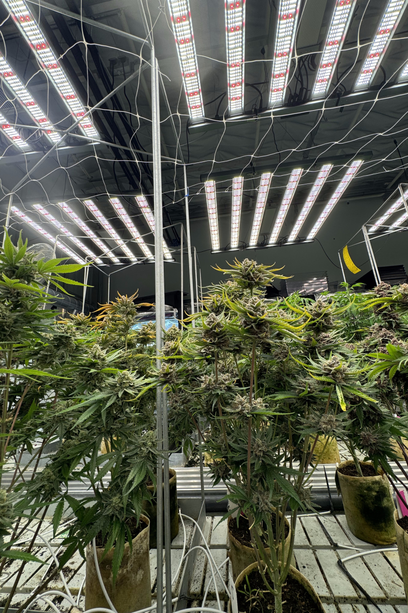 Photo of Cherry Cola Auto RF3