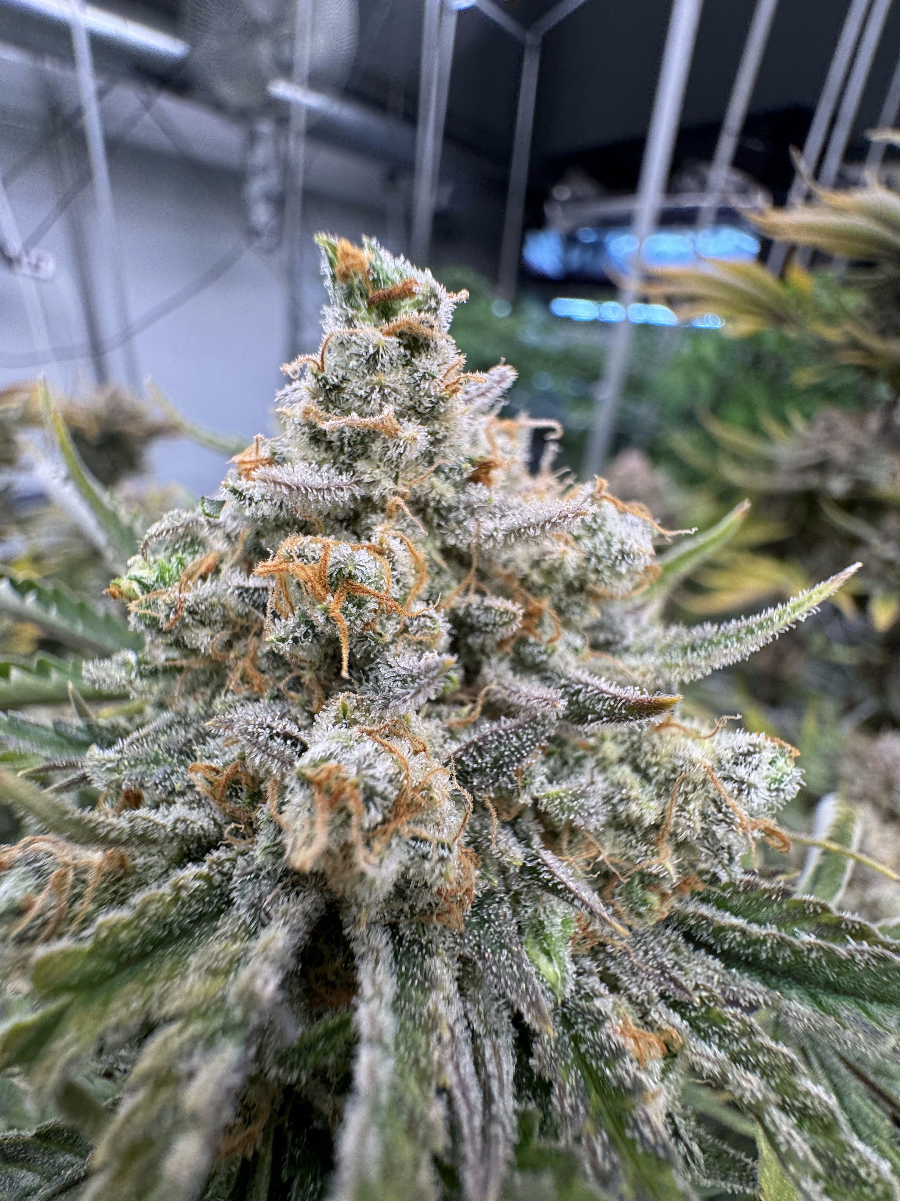 Cherry Cola Auto RF3