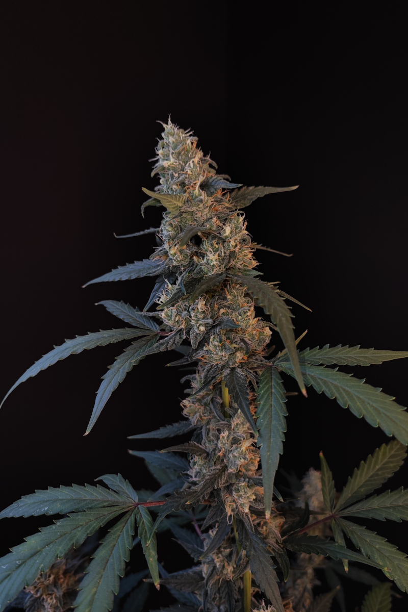 Photo of BubbleGum Auto