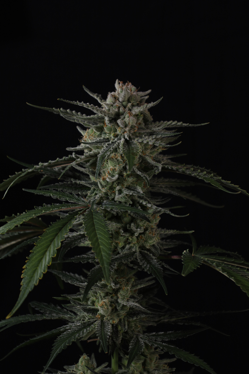 Photo of Banana Guava Auto