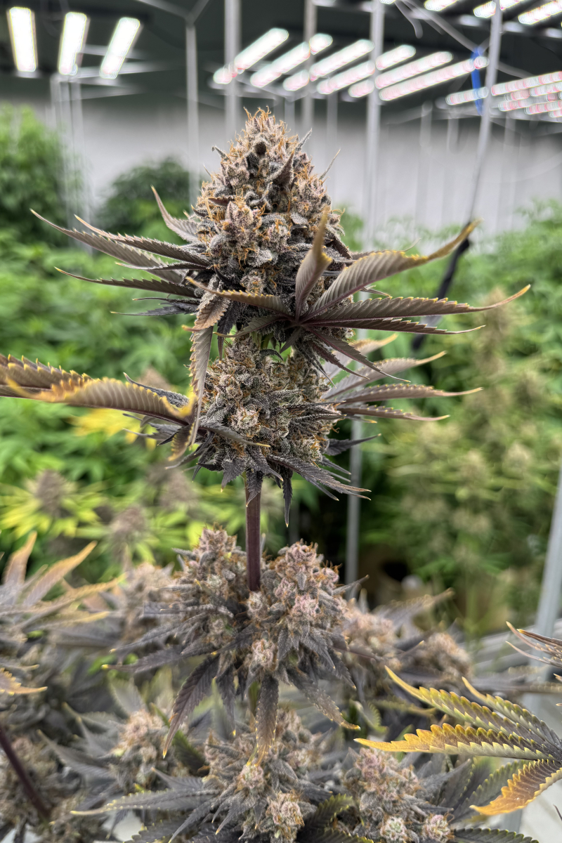 Photo of Banana Purple Punch Auto RF3