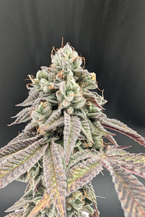 Garlic Mint Sherbet