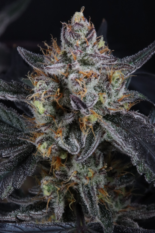 Guava Runtz Auto