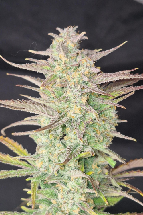 Z-Up Auto