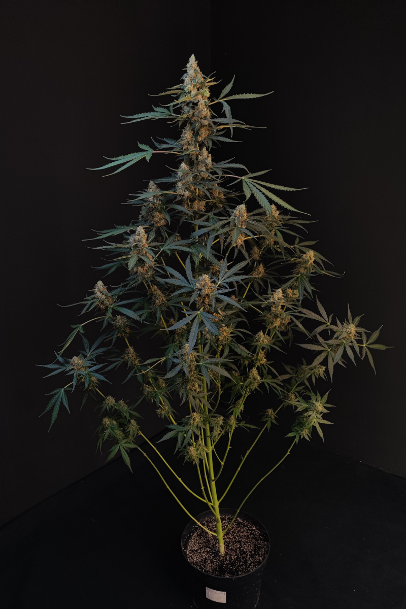 Photo of Northern Lights Auto