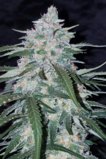 Pineapple Express Auto