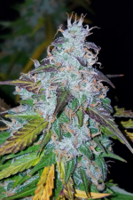 Californian Snow Auto