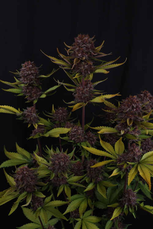 Purple Lemonade Auto RF3