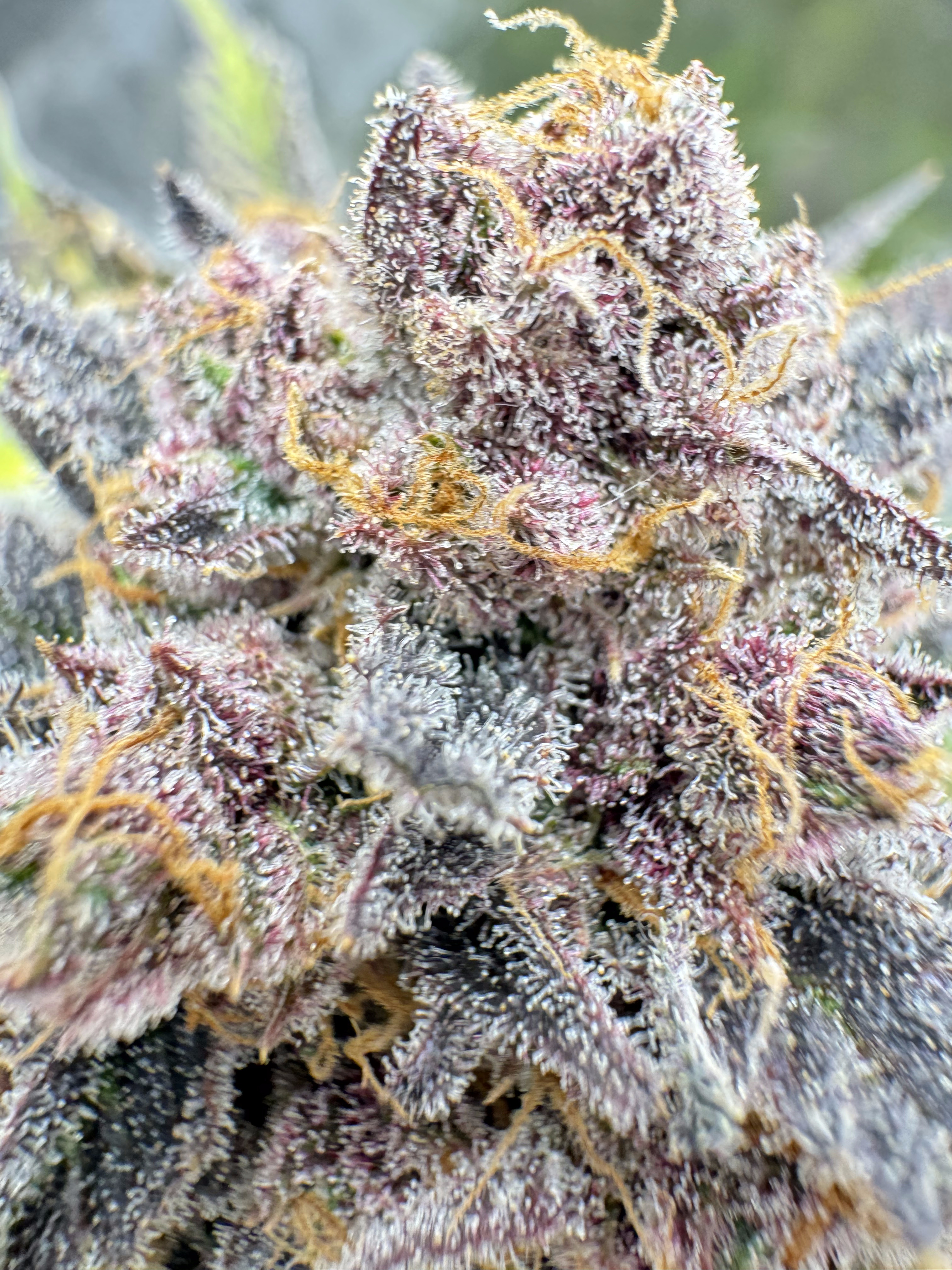 Cherry Cola Auto RF3