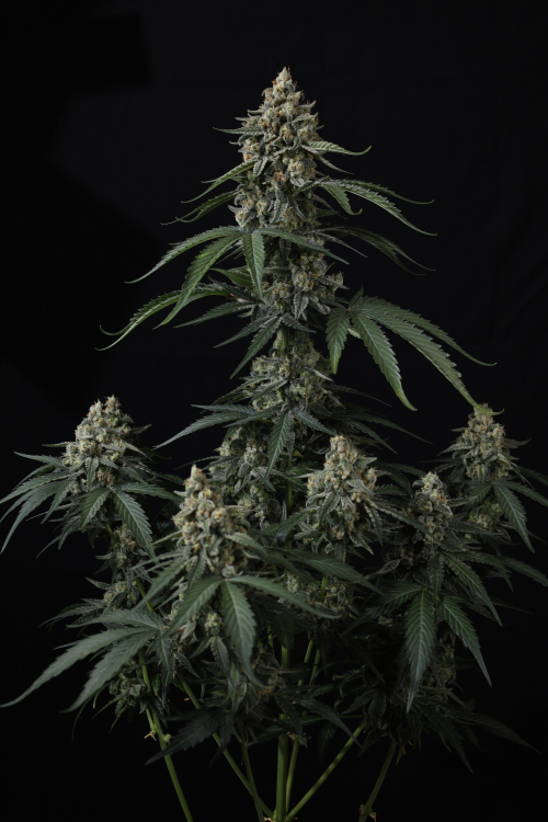 Banana Cherry Cookies Auto