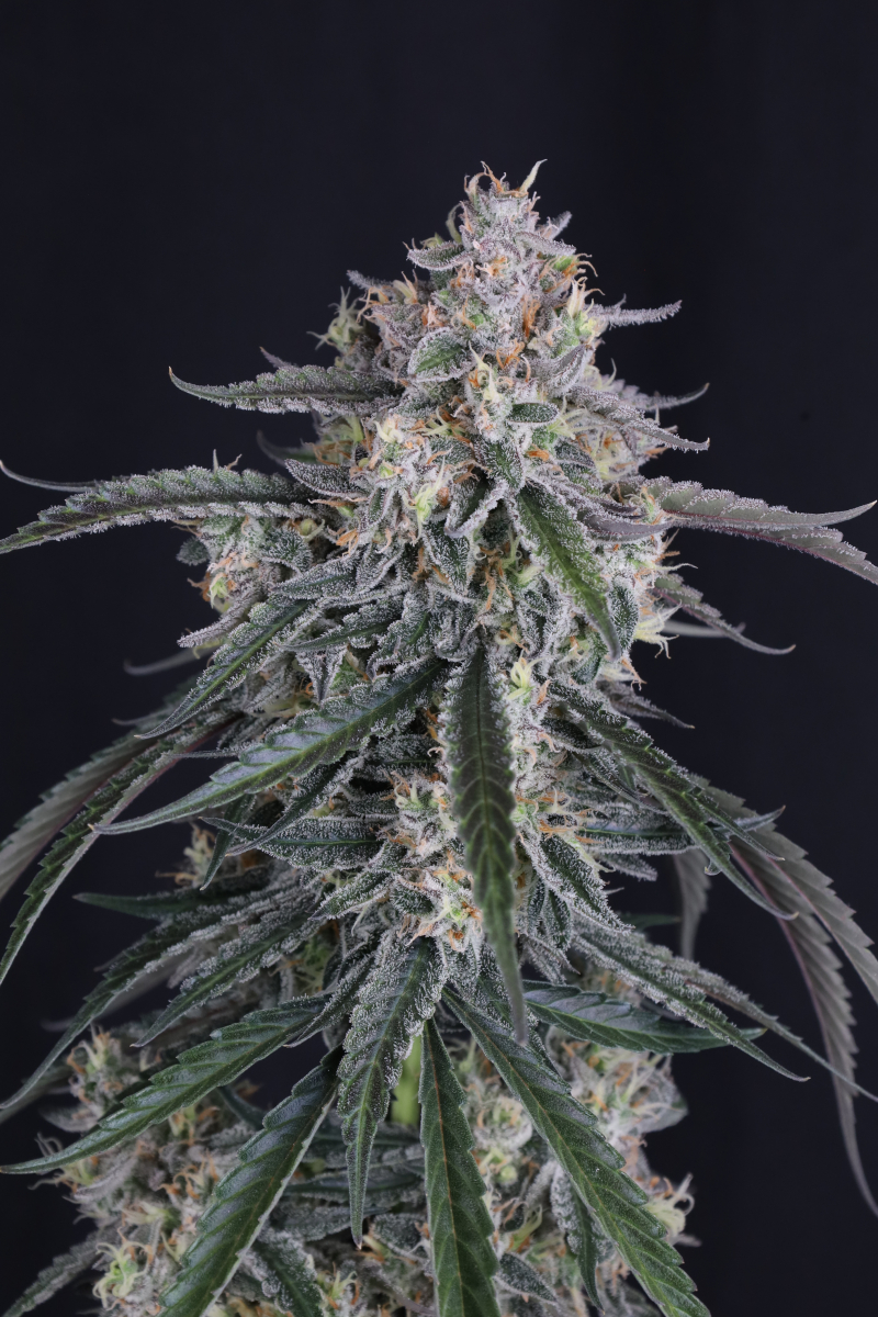 Photo of GMO Auto
