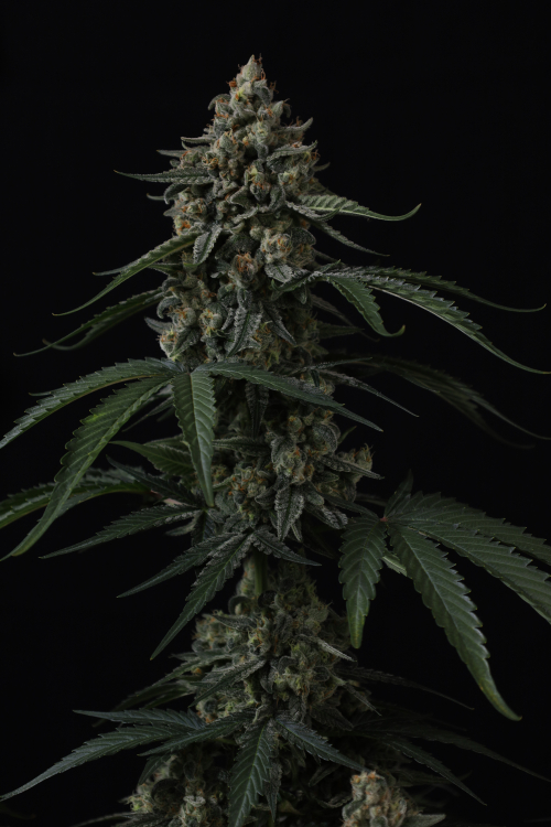 Banana Cherry Cookies Auto