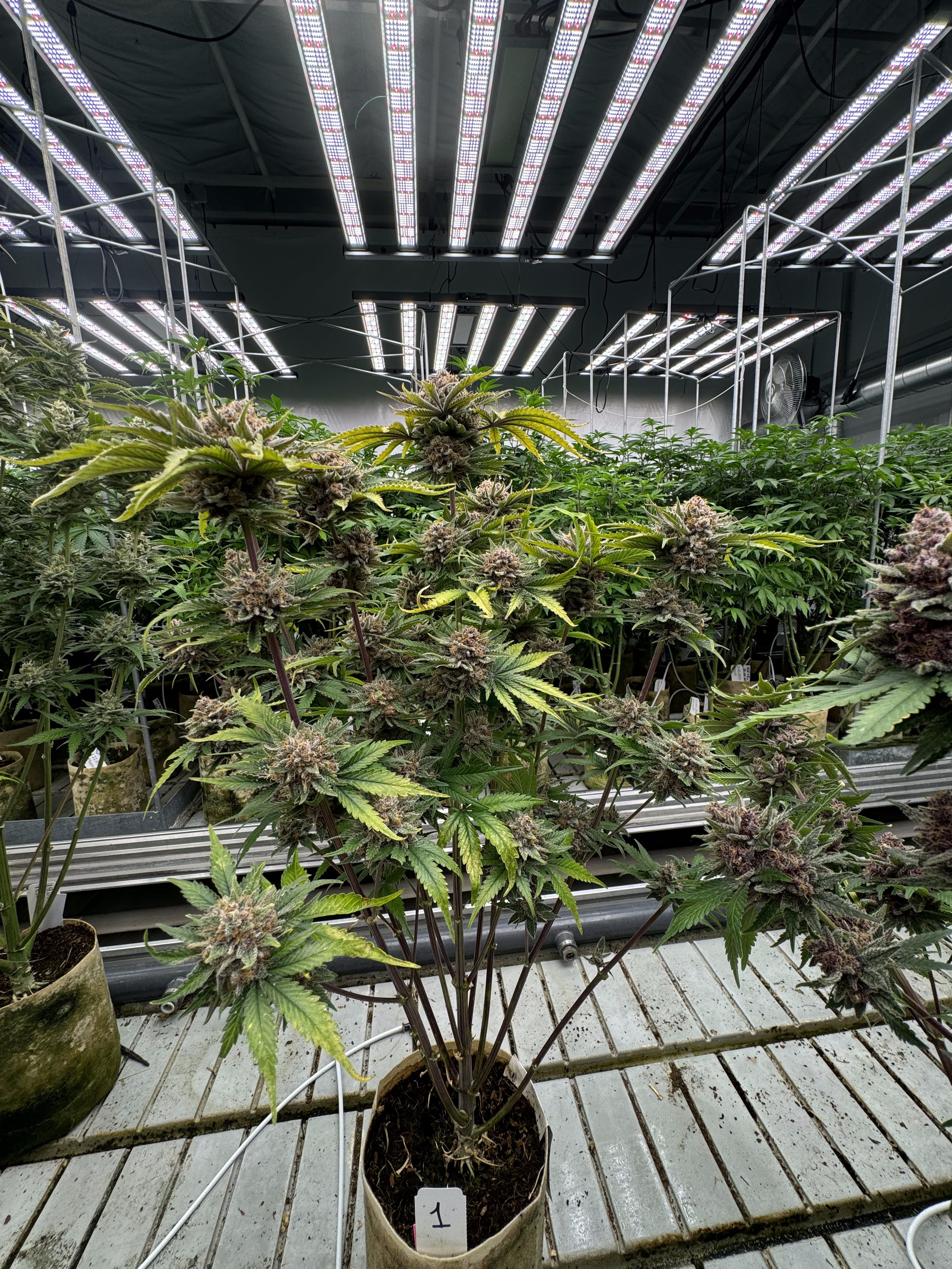 Cherry Cola Auto RF3