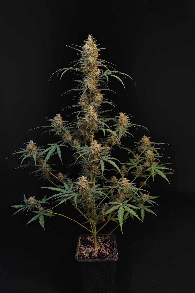 Photo of Chemdawg Auto