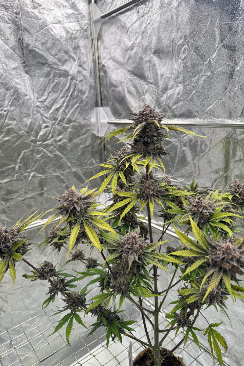 Photo of Cherry Cola Auto RF3