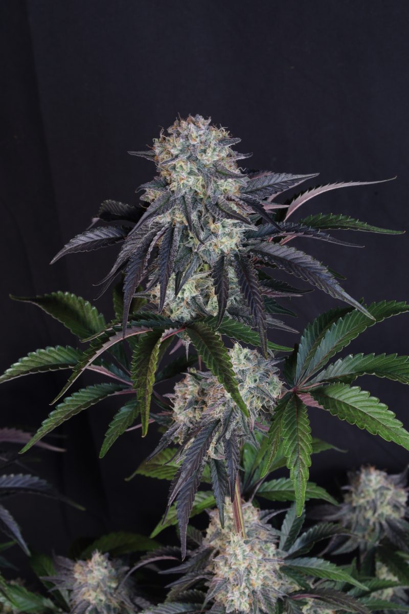 Photo of Sundae Frost Auto