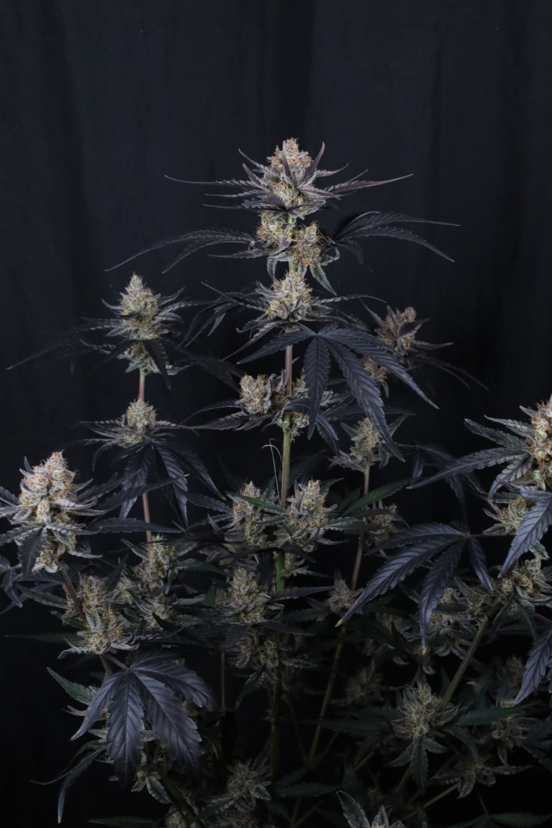 Photo of Guava Runtz Auto