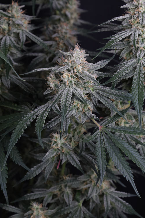 Garlic Mint Sherbet Auto