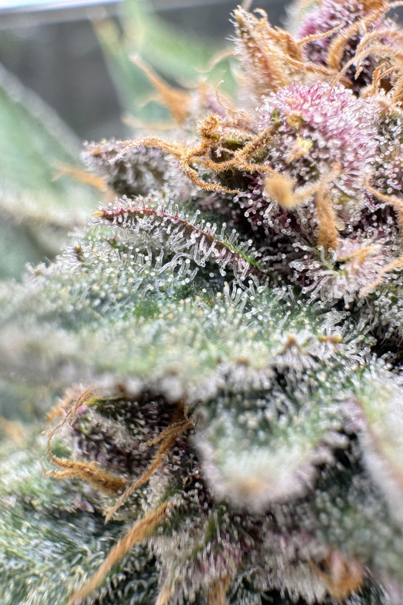 Photo of Cherry Cola Auto RF3