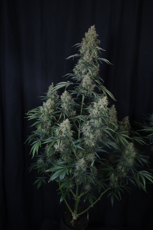 Gorilla Z Auto