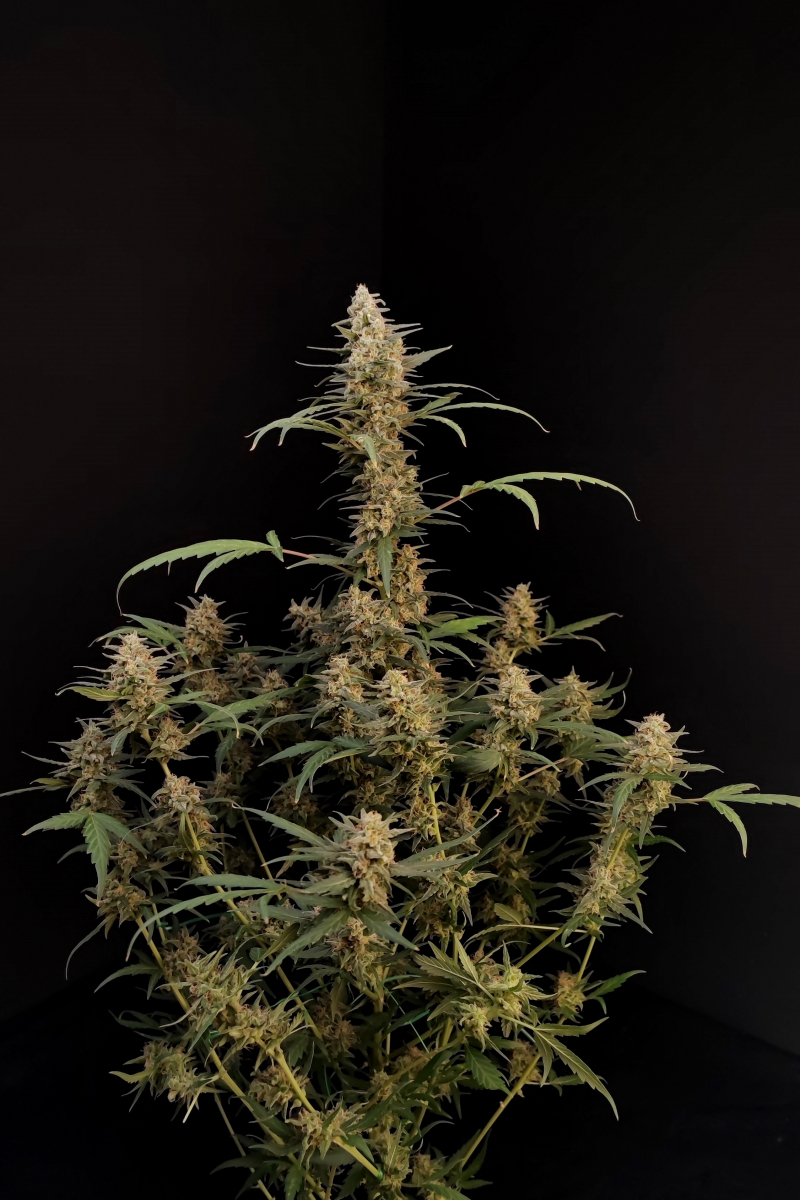 Photo of Critical Auto