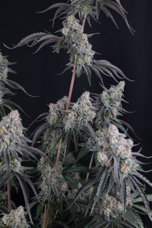 Pineapple OG Auto