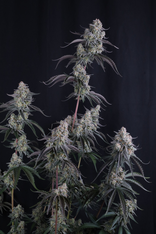 Pineapple OG Auto
