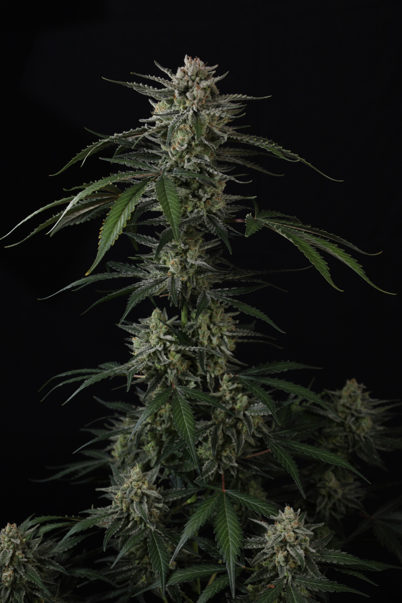 Photo of Banana Guava Auto