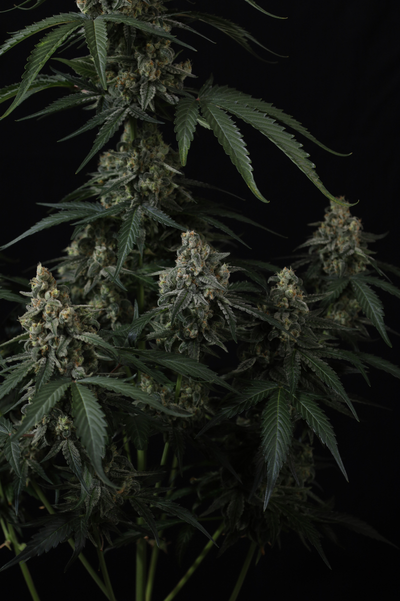 Photo of Banana Cherry Cookies Auto