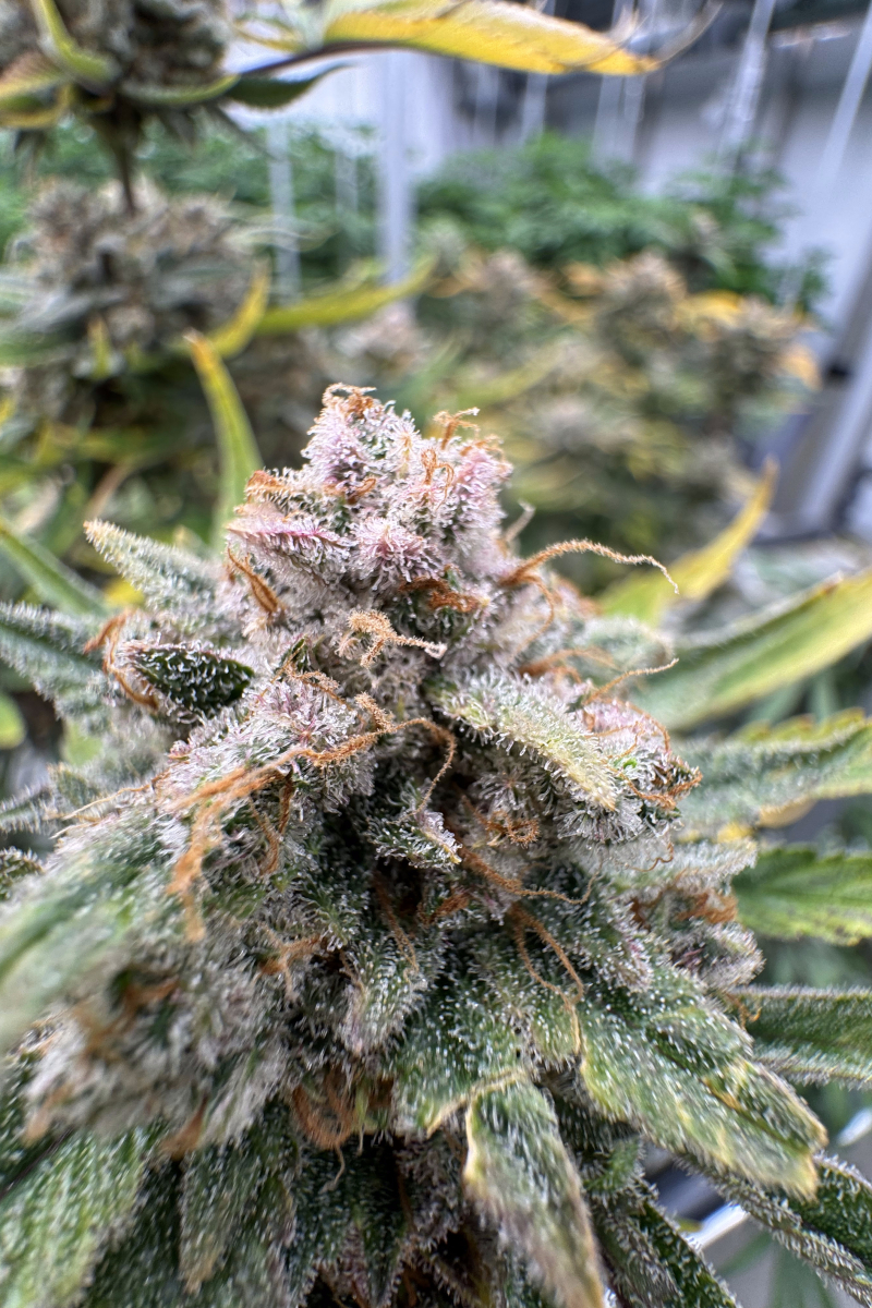 Photo of Cherry Cola Auto RF3