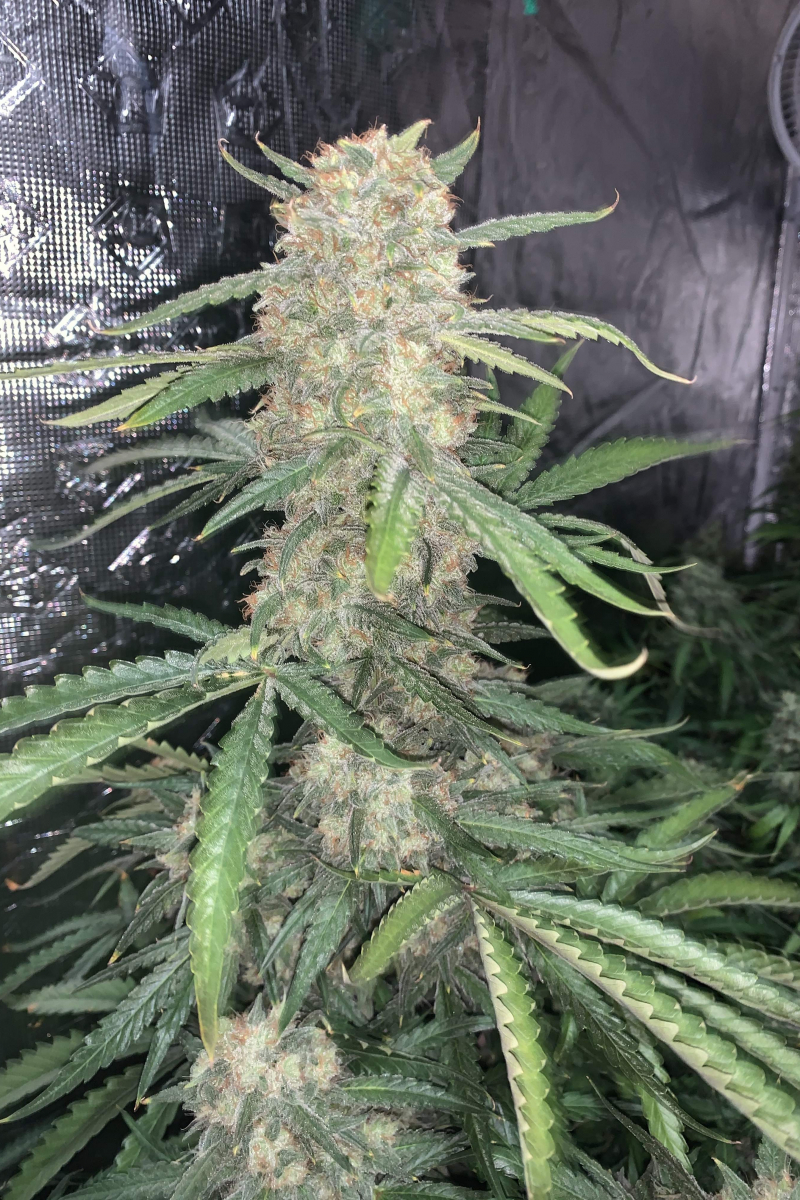 Photo of OG Kush Auto