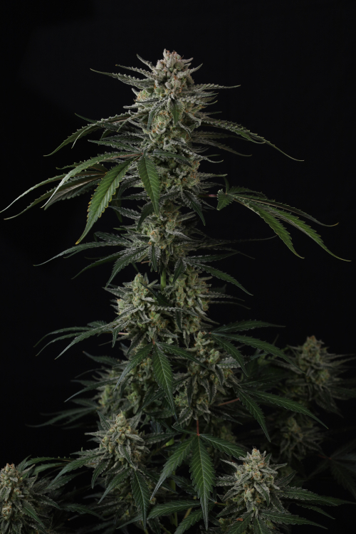 Banana Guava Auto