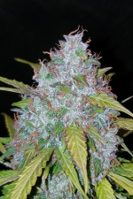 Californian Snow Auto