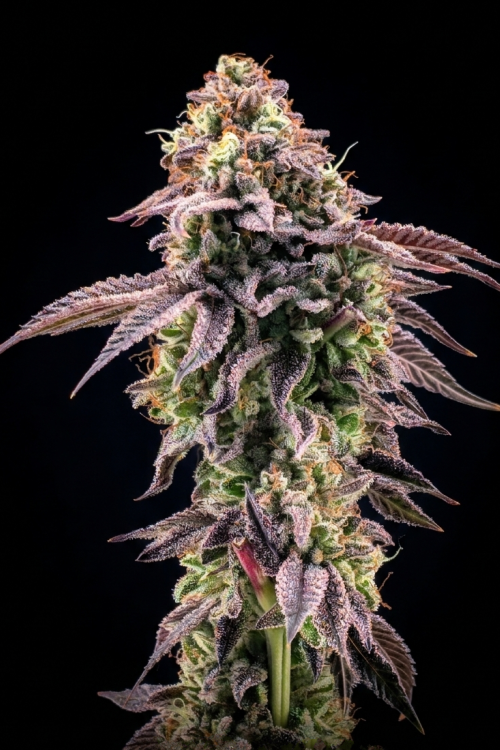 Biscotti Gelato