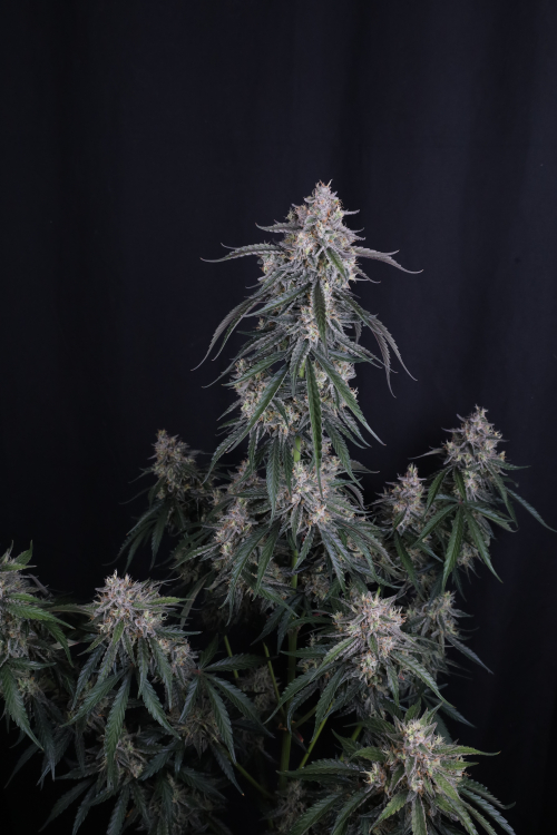 GMO Auto