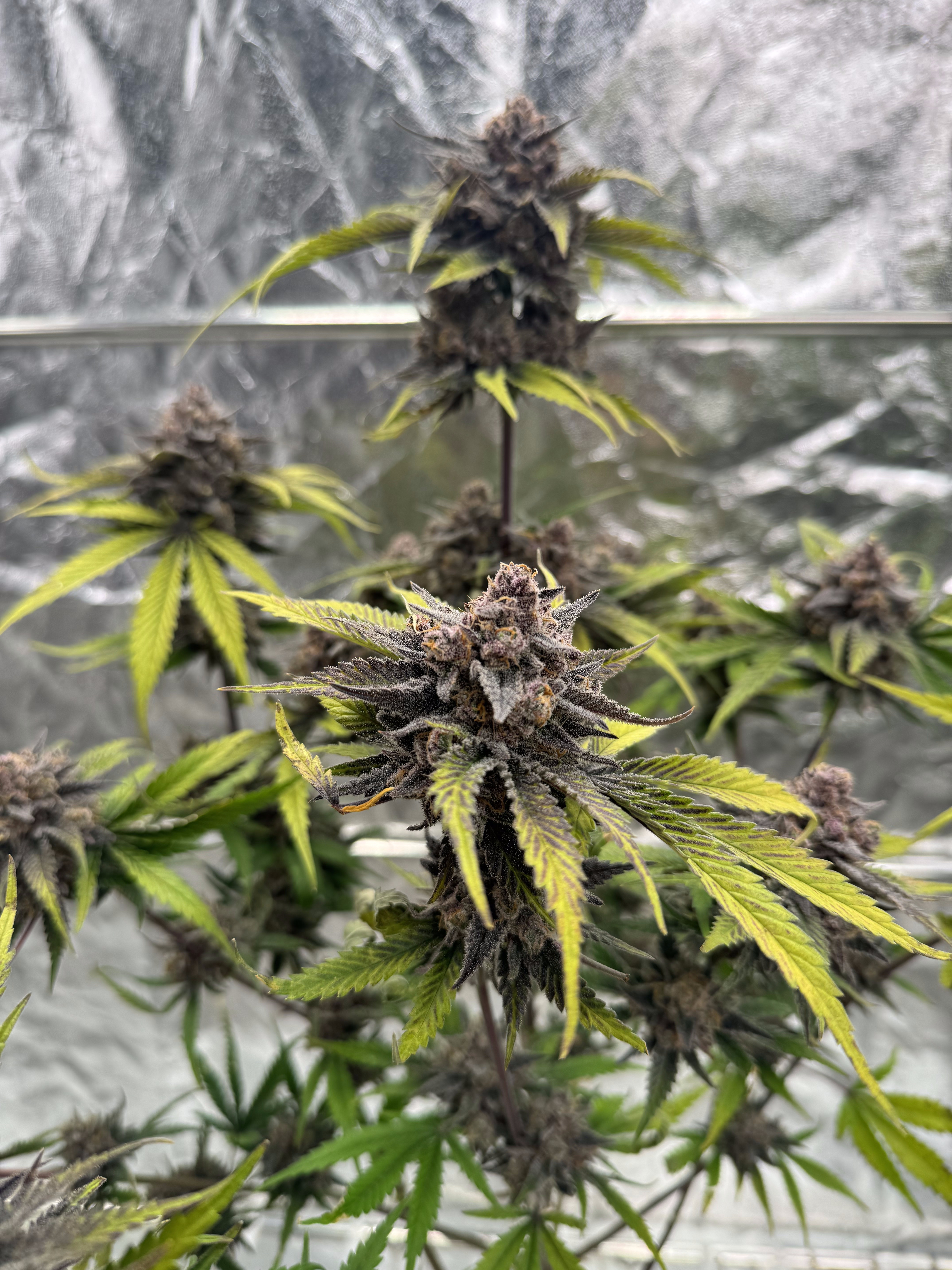Cherry Cola Auto RF3