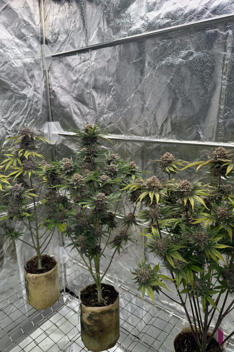 Photo of Cherry Cola Auto RF3