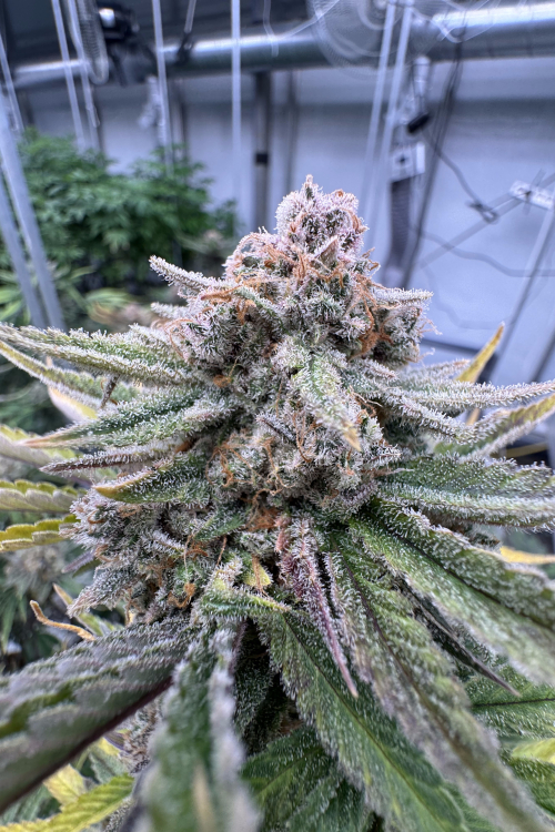 Cherry Cola Auto RF3