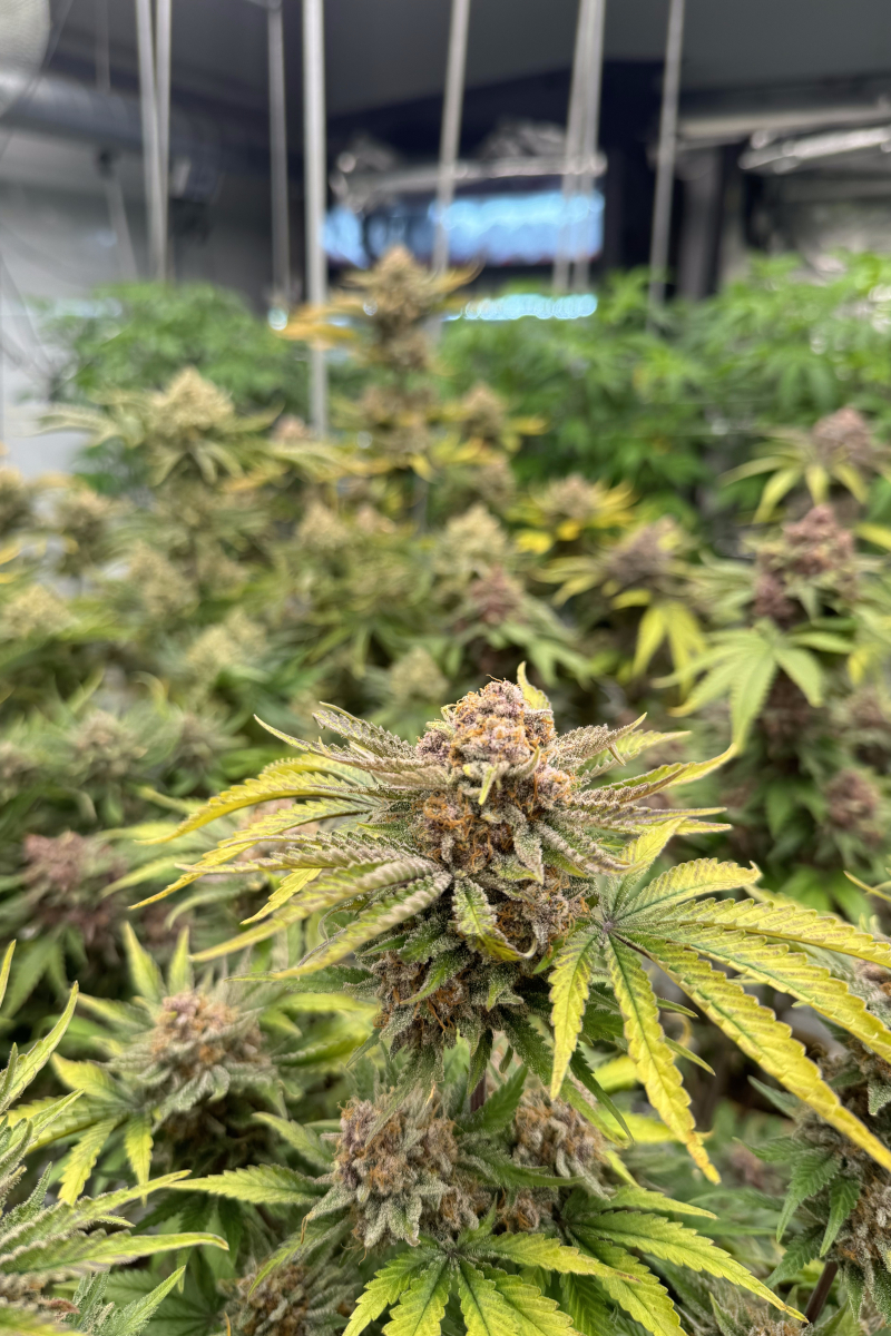 Photo of Cherry Cola Auto RF3