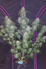 Pineapple Express Auto