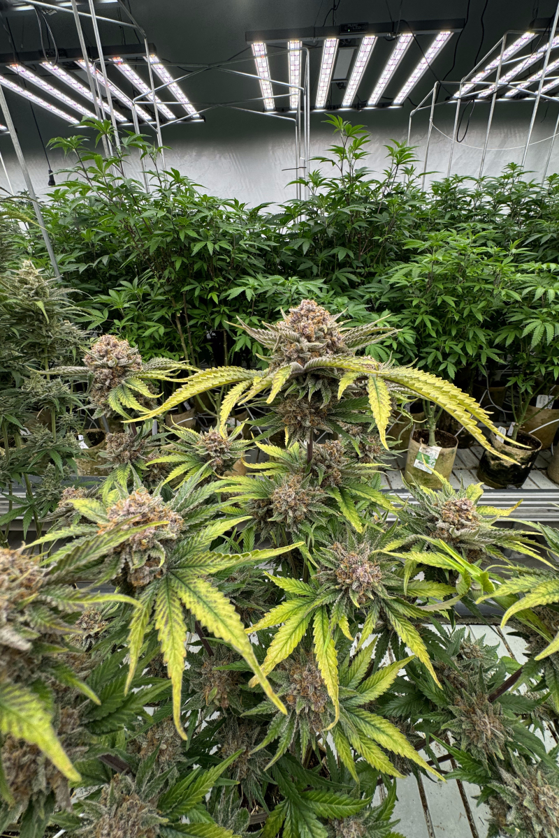 Photo of Cherry Cola Auto RF3