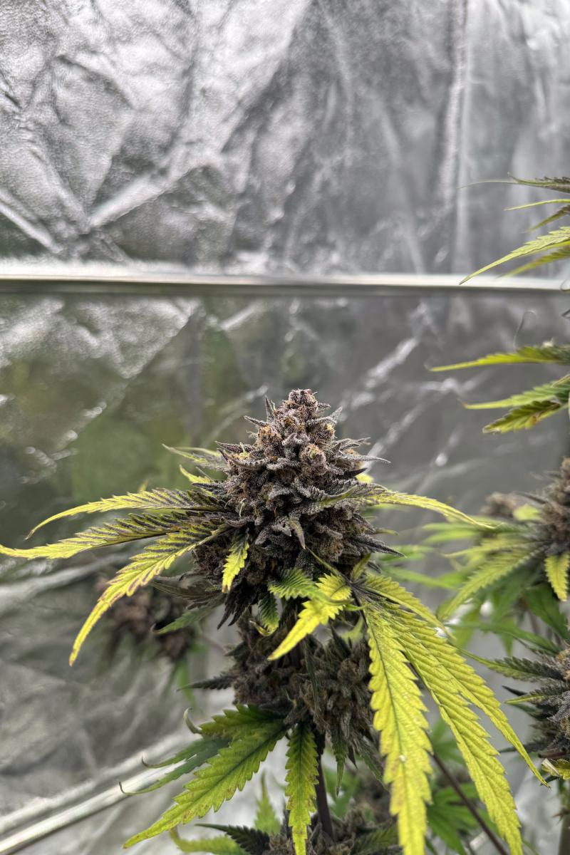 Photo of Cherry Cola Auto RF3