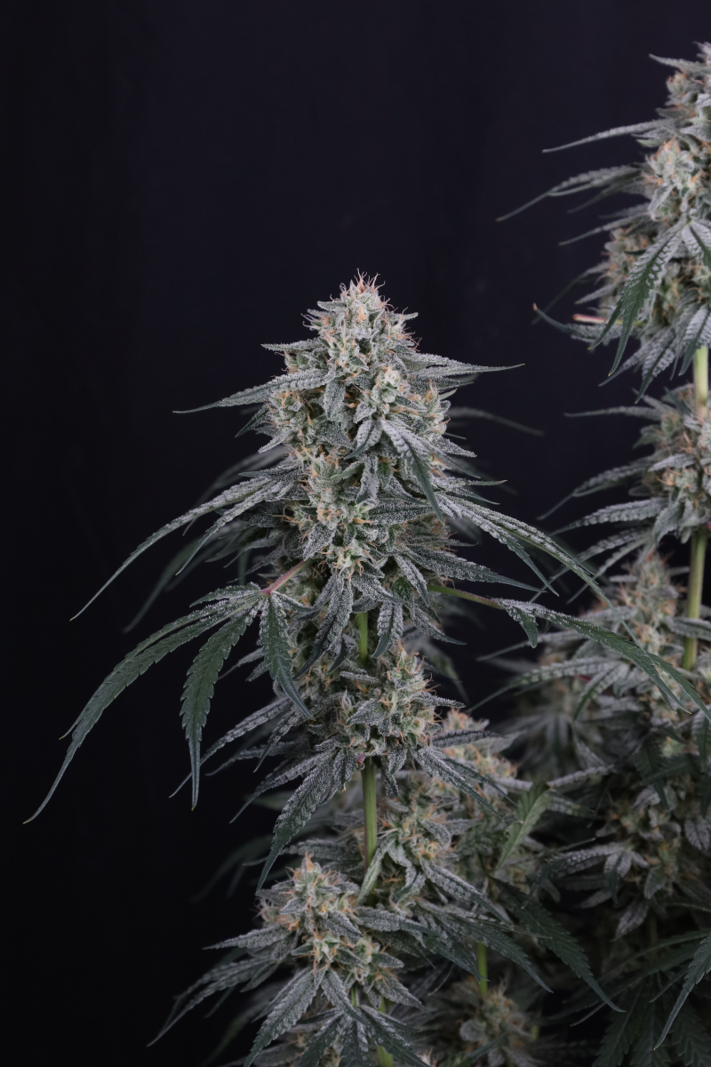 Photo of Garlic Mint Sherbet Auto