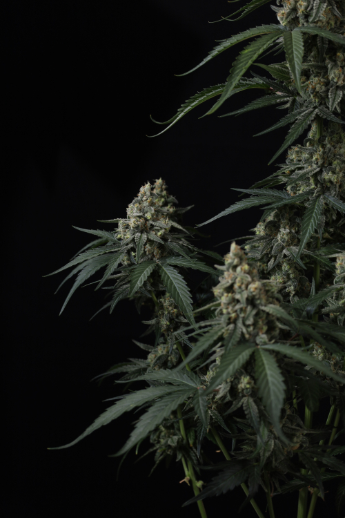 Banana Cherry Cookies Auto